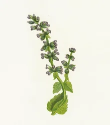 Salvia selvatica